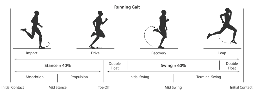 Hamstring Injury Recovery - Anatomy and Runners Risks — Revive Sport & Spine