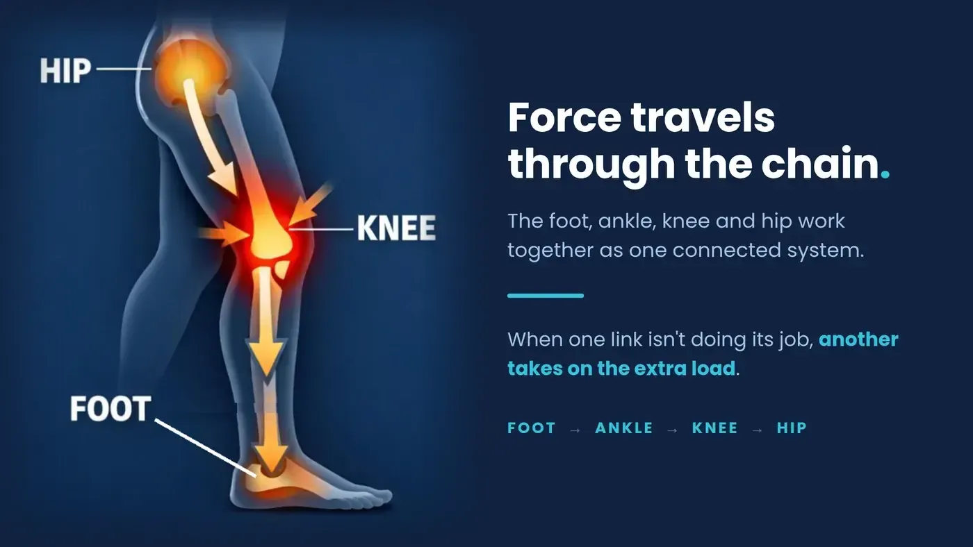 Kinetic chain diagram showing a side view of a leg with the hip, knee and foot highlighted and arrows showing force travelling through the joints - the foot, ankle, knee and hip work together as one connected system.